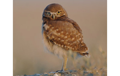 Species At Risk
