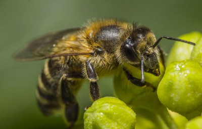 Beekeeping and the EFP