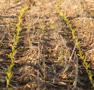 Conservation Tillage and Air-seed Openers