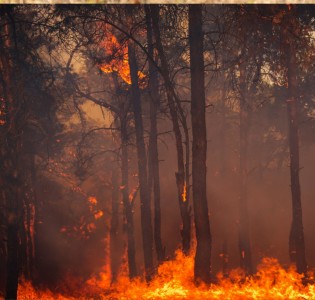 Controlling Fire Risks in Shelterbelts