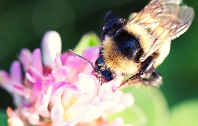 News Release - Giving farmers choice on how to preserve biodiversity