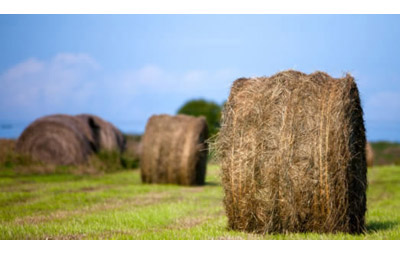 FAQ: Alberta EFP renewal period