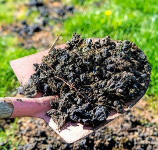 Testing Manure