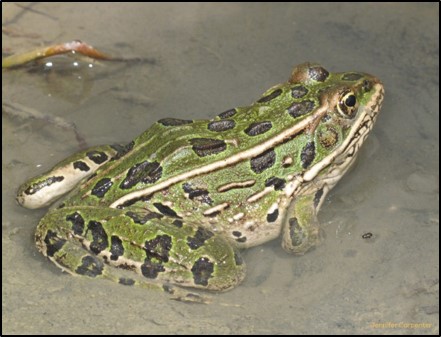 northern-leopard-frog